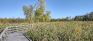 Assiniboine Marsh Docks - Boardwalk