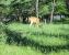 Tom Chester Park West - Deer