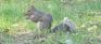 Caron Park - Squirrel