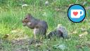 Caron Park - Squirrel