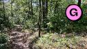 Beauchemin Park - Forest Trail - Facing Southwest