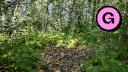 Beauchemin Park - Forest Trail - Watch for Poison Ivy