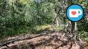 Beauchemin Park - Forest Trail - Broken Branches - Facing NW