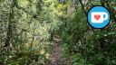 Beauchemin Park - Forest Trail - Facing SW