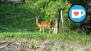 Southboine Canoe Launch - Close-up of Deer