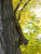 Munson Park - Squirrel
