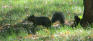 Bruce Park - Squirrel