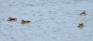 Wilkes Waverley Greenspace - Ducks