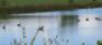 Wilkes Waverley Greenspace - Geese