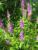 Kaitlyn Lawes Park - Purple Loosestrife