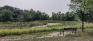 St. Charles Forest - Pond - North Side