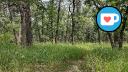 The Oaks Forest - Forested Area