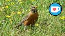 The Oaks Forest - Robin in the Grass