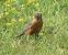The Oaks Forest - Robin in the Grass