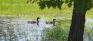 Isbister Park - Ducks
