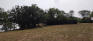 St. Charles Grove - Open Area - Fall 2021