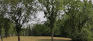 St. Charles Grove - Open Area