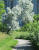 Sturgeon Creek Parkway - Ness - Tree along Pathway