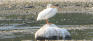 Westwood Green - Pelican